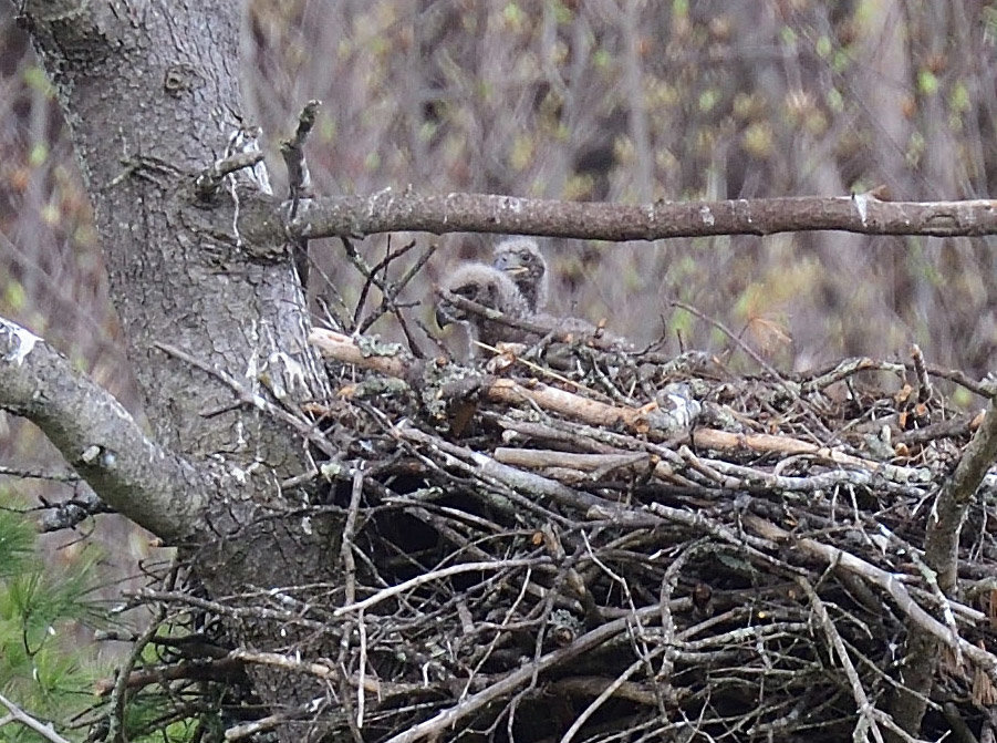 Two young can be seen in this nest on April 19 of this year. Their secondary down (mesoptile) has come in, and they are in the area of 3 weeks old. At this stage, they can better retain body heat and do not need to be brooded constantly, which is the case during the first week or so after hatching.